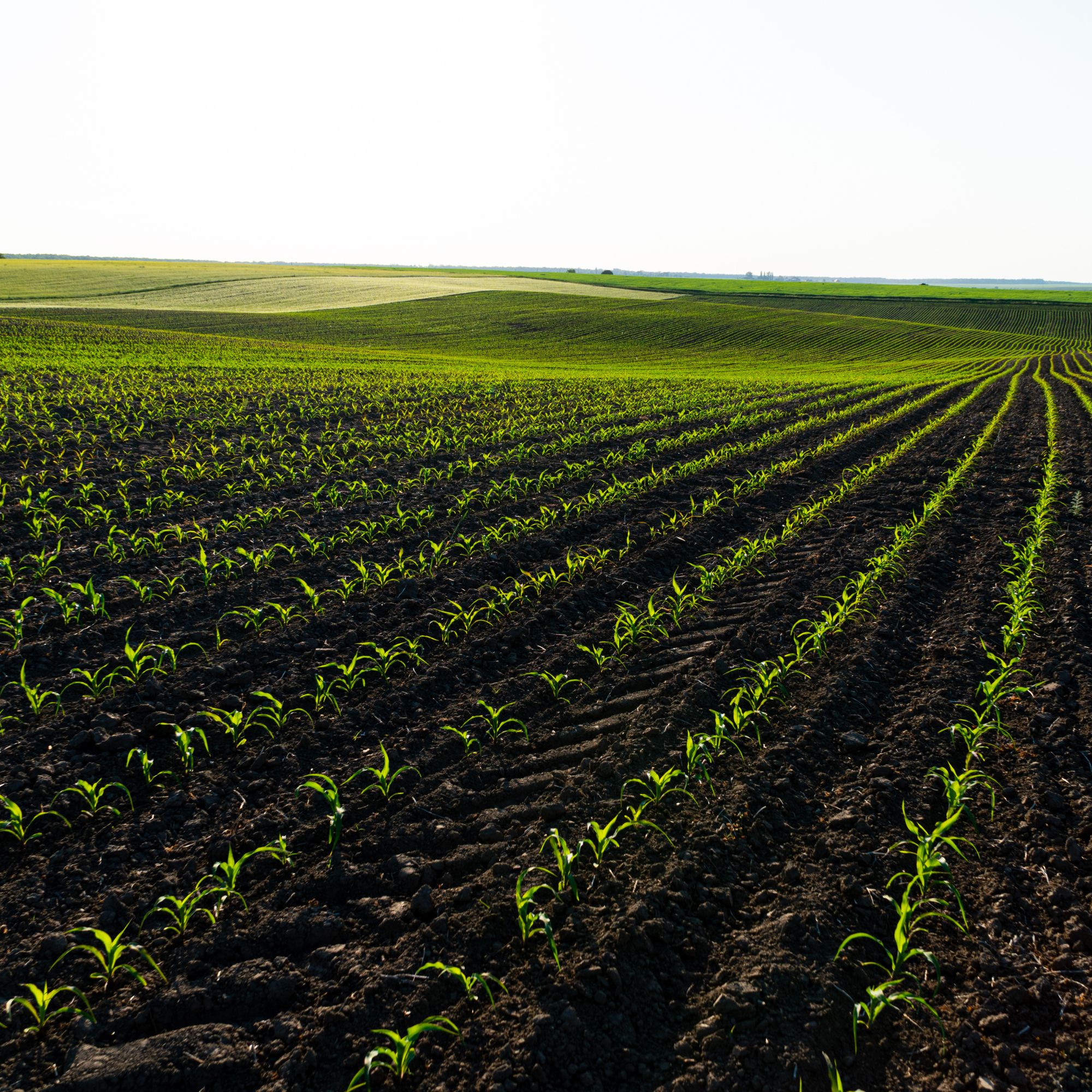 Packaging per l'agricoltura